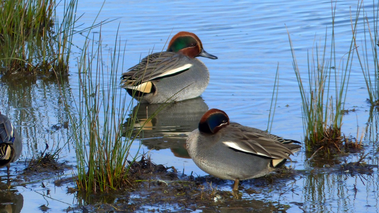 duck  lake  ocean free photo