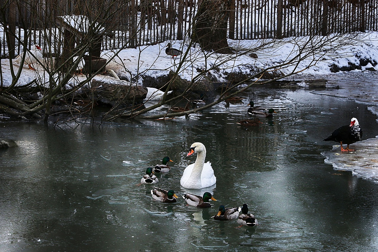 duck  swan  water free photo