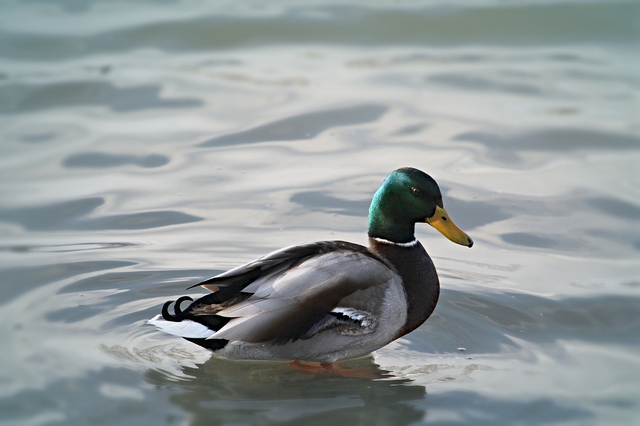 duck  bird  feathered free photo