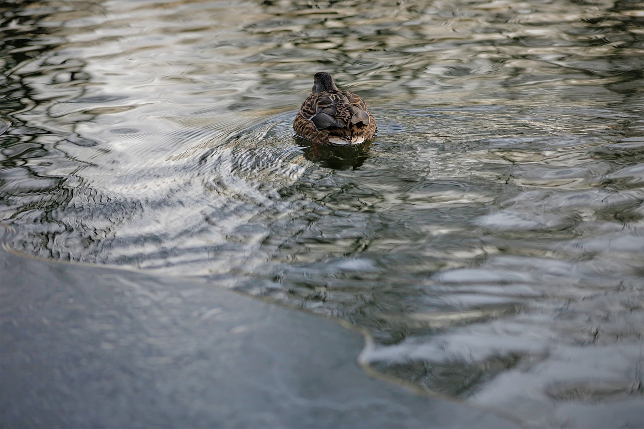 duck  lagoon  water free photo