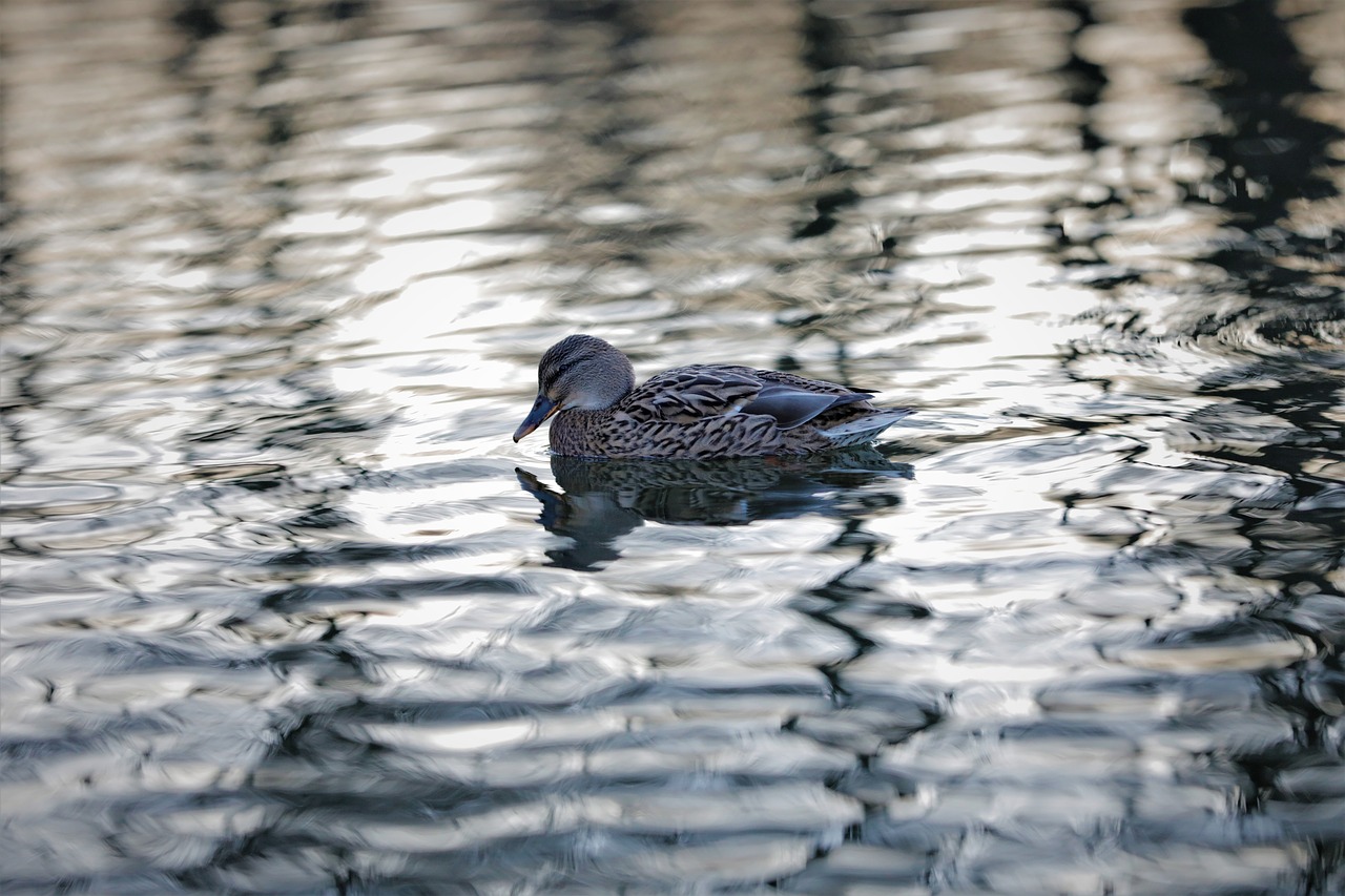 duck  lagoon  water free photo