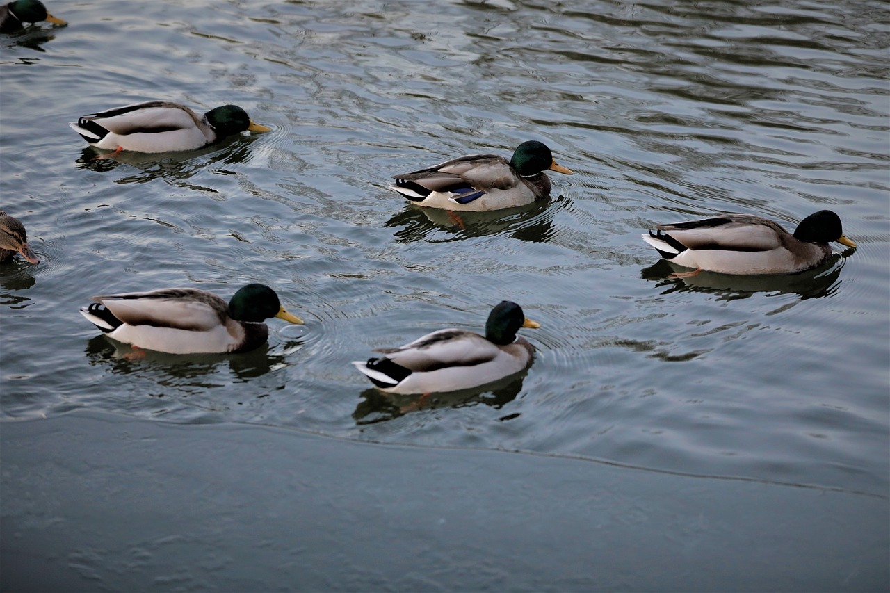 duck  lagoon  water free photo