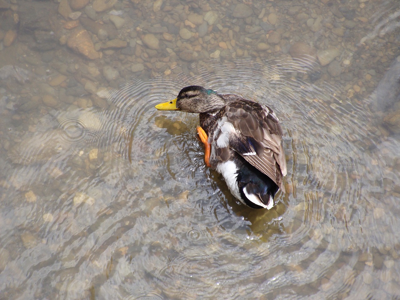 duck ave mallard free photo