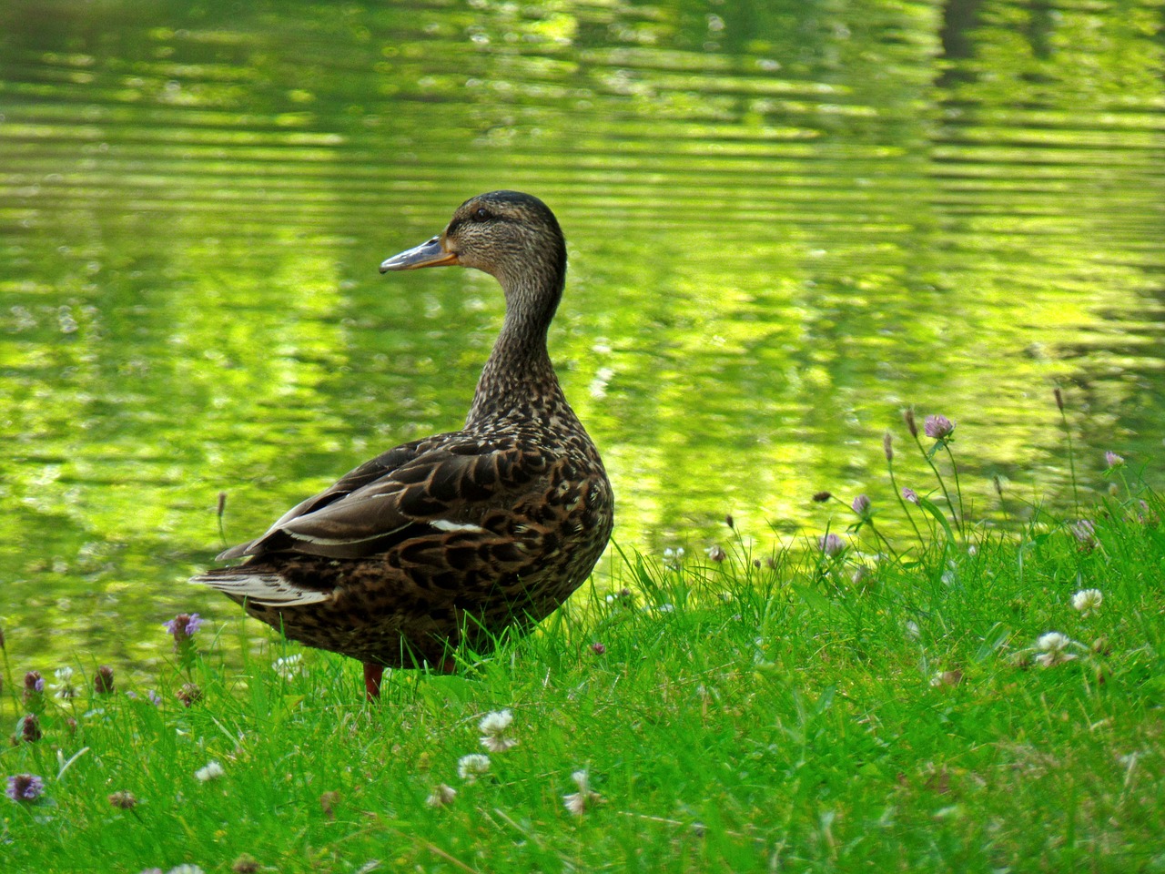 duck water bird water free photo