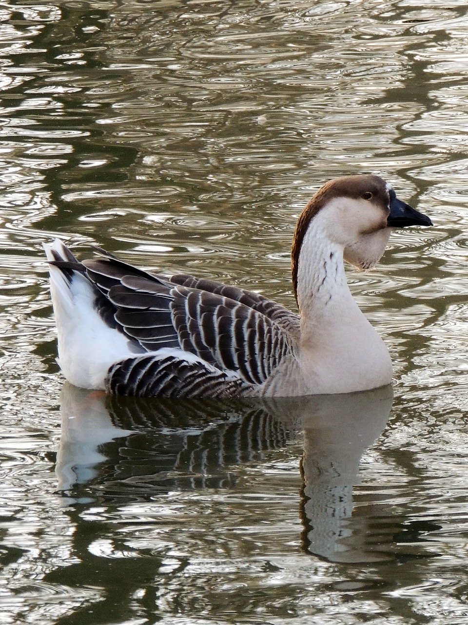 duck  volatile  nature free photo