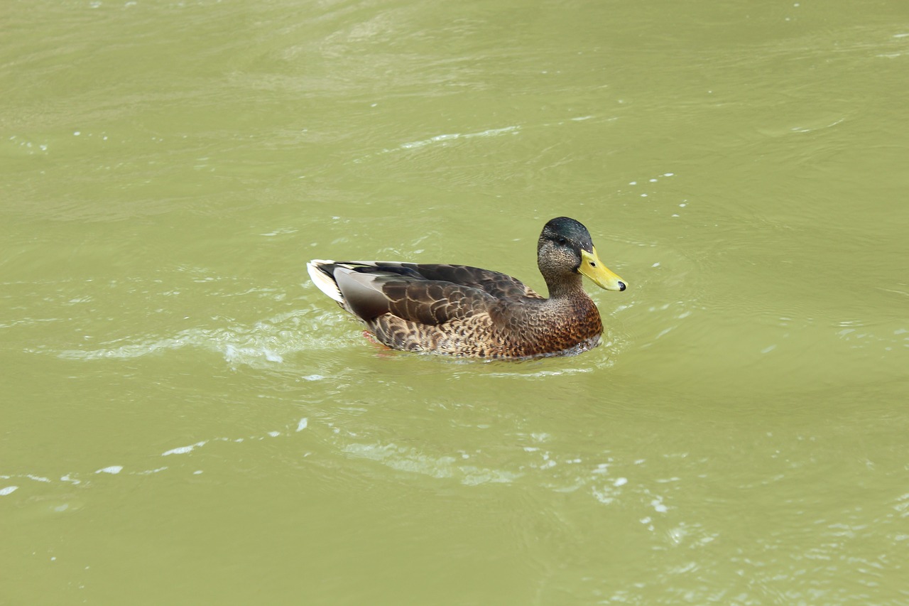 duck  water  nature free photo