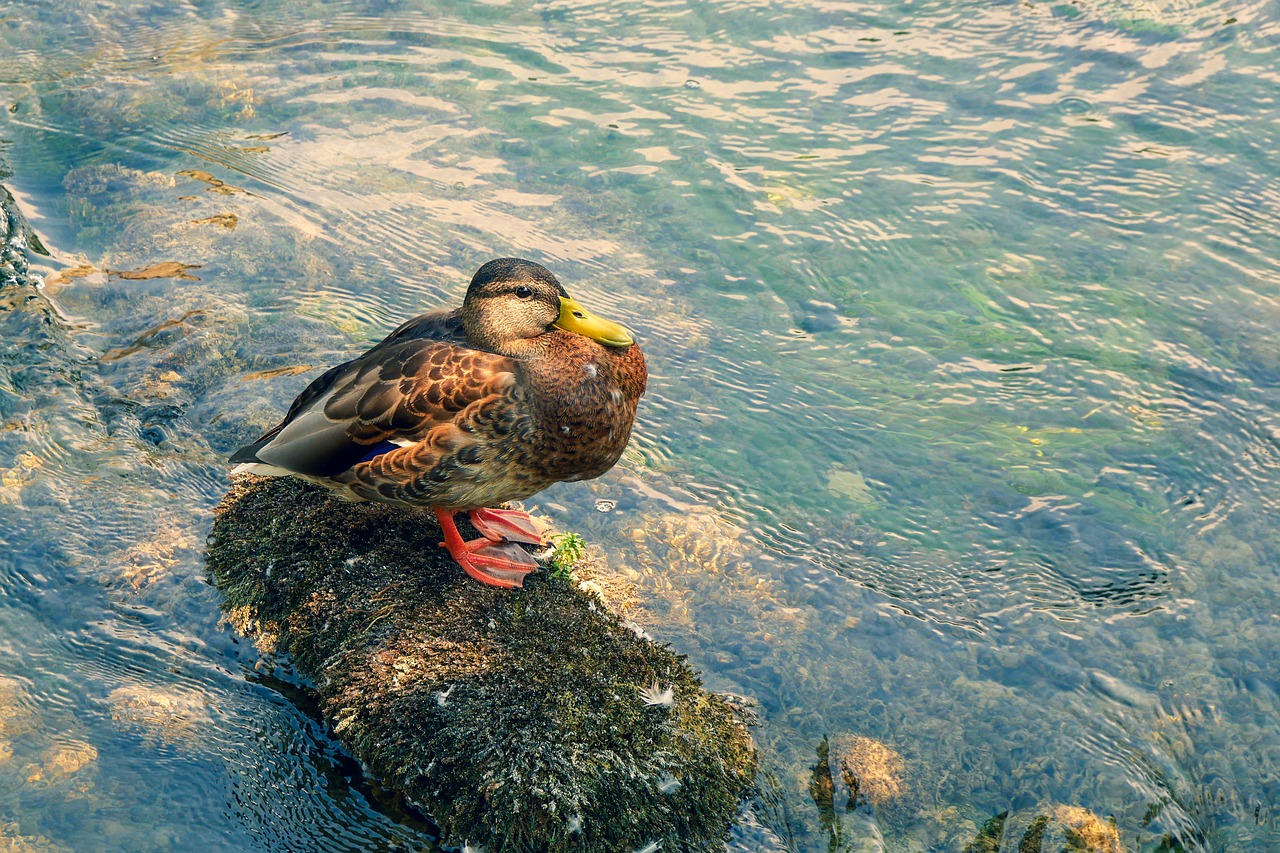 duck  pond  bird free photo