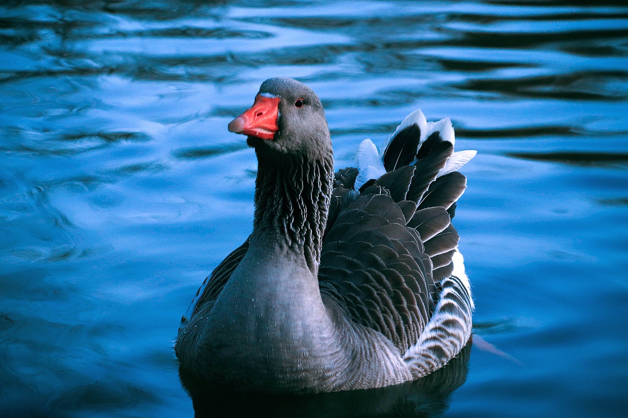 duck  lake  water free photo