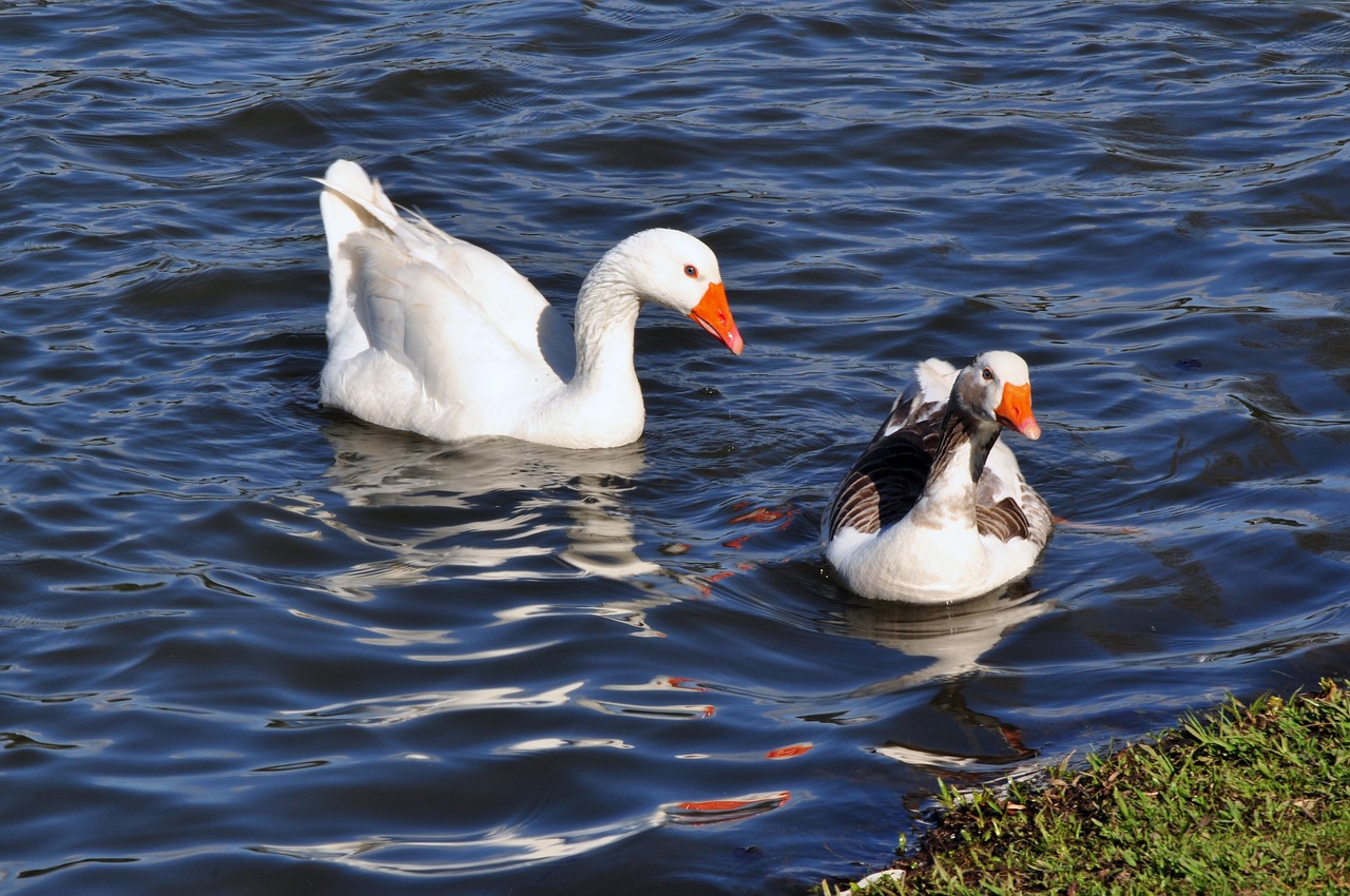 duck  water  lake free photo