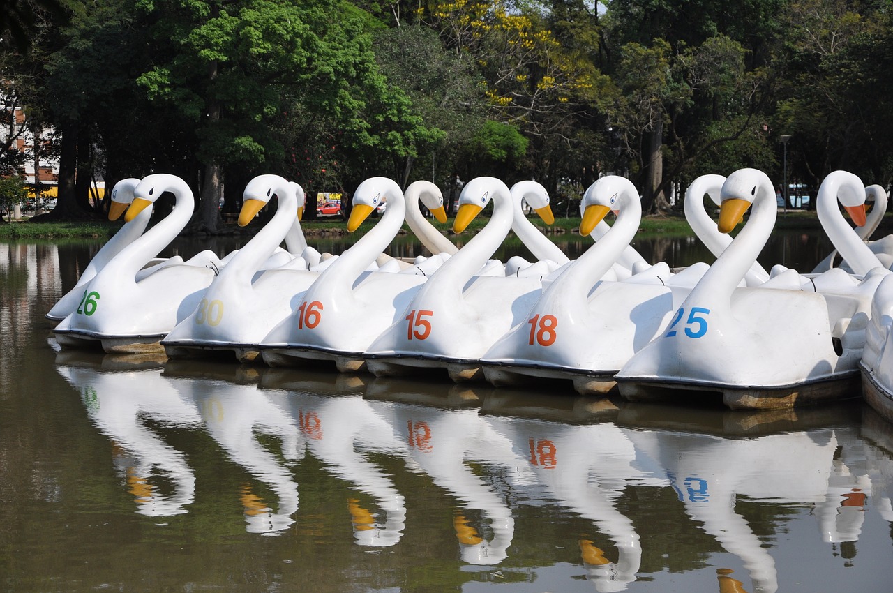 duck  swan  lake free photo