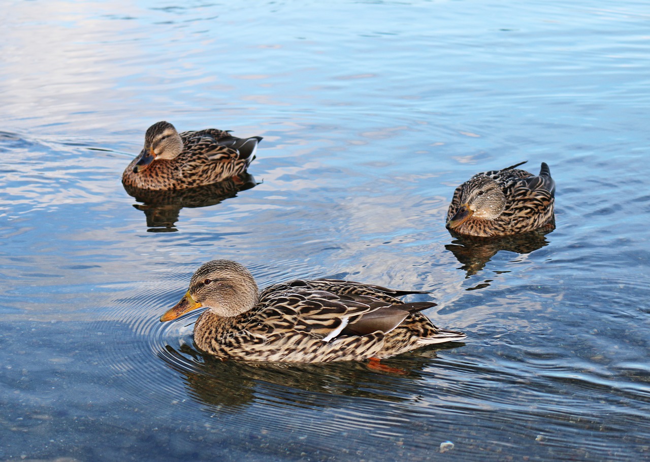 duck  ducks  lake free photo