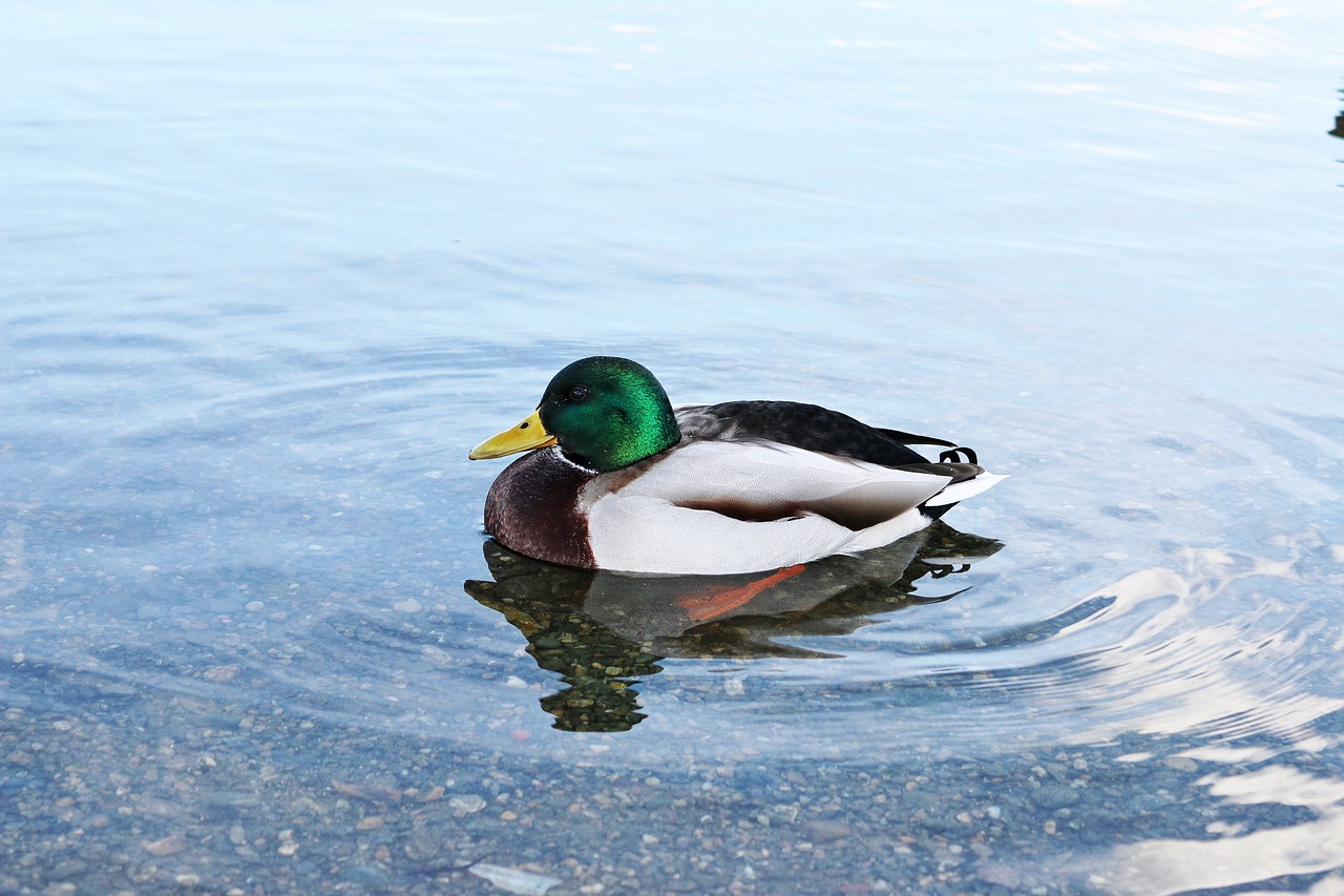 duck  water  lake free photo