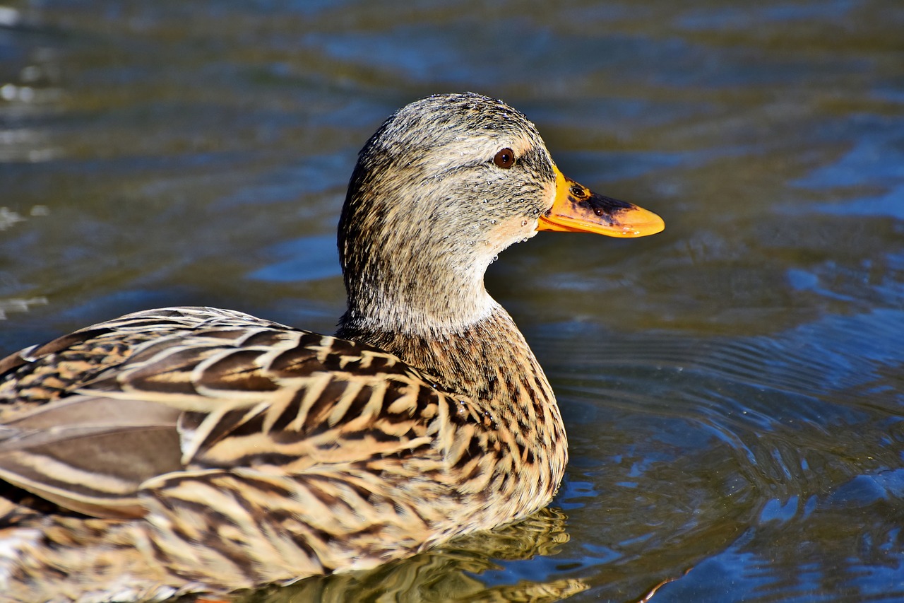 duck  mallard  water bird free photo