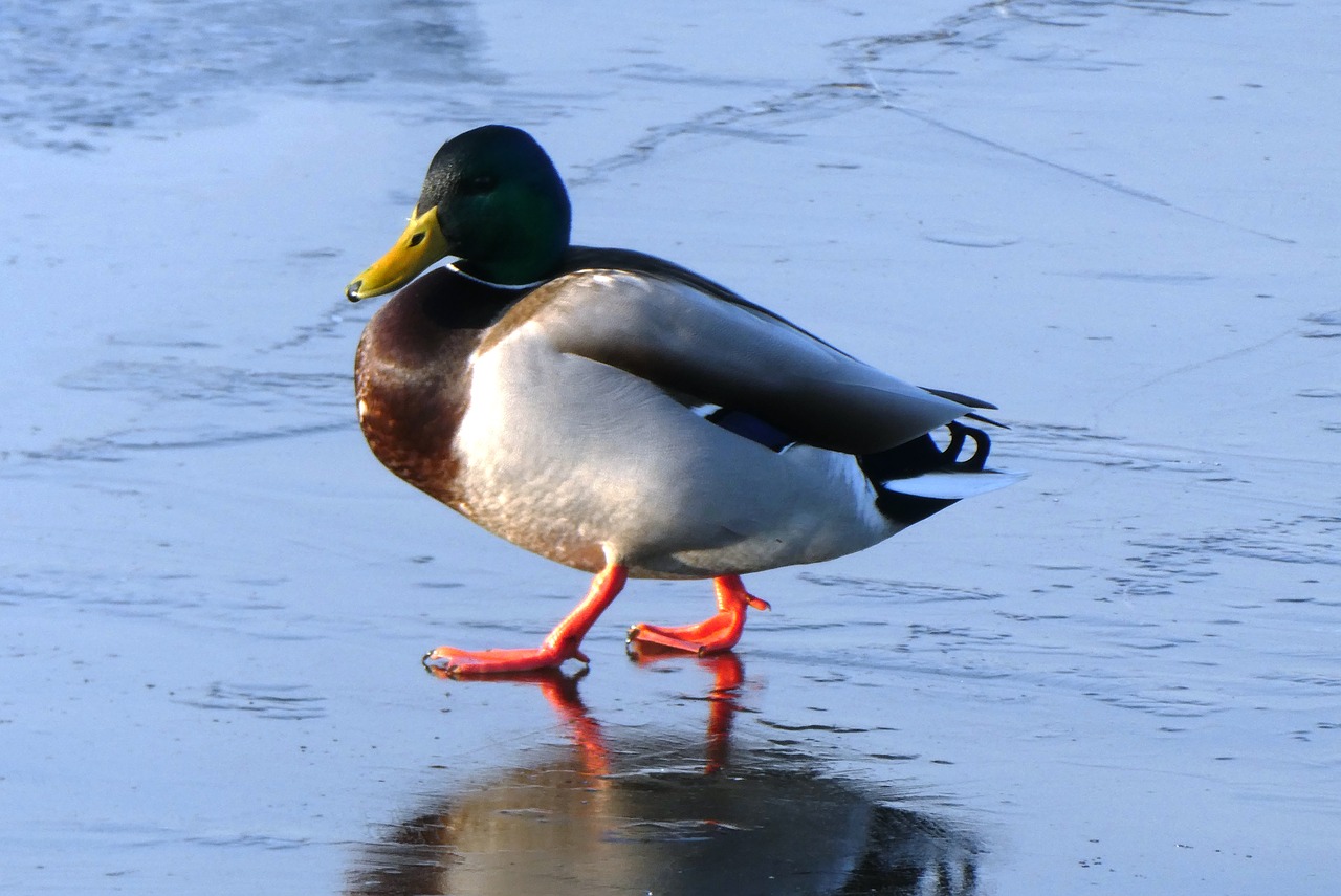 duck  ditch  frozen free photo