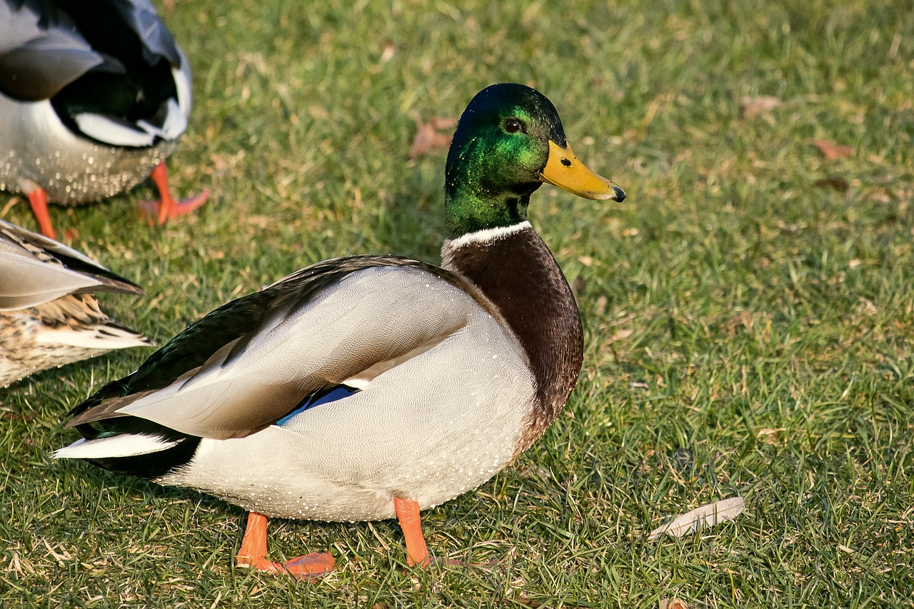 duck  drake  mallard free photo