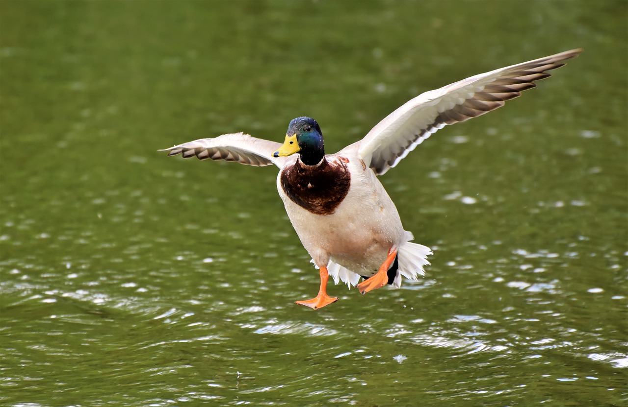 duck  drake  water bird free photo