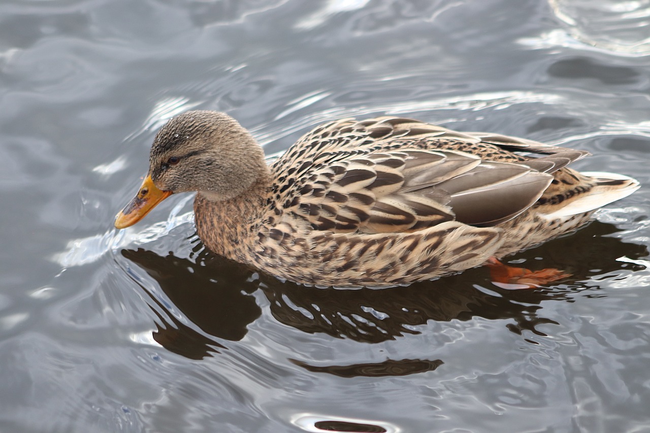 duck  mallard  water bird free photo