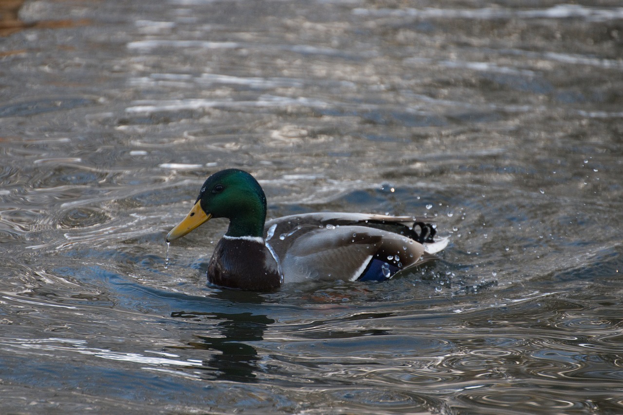 duck  water  animal free photo