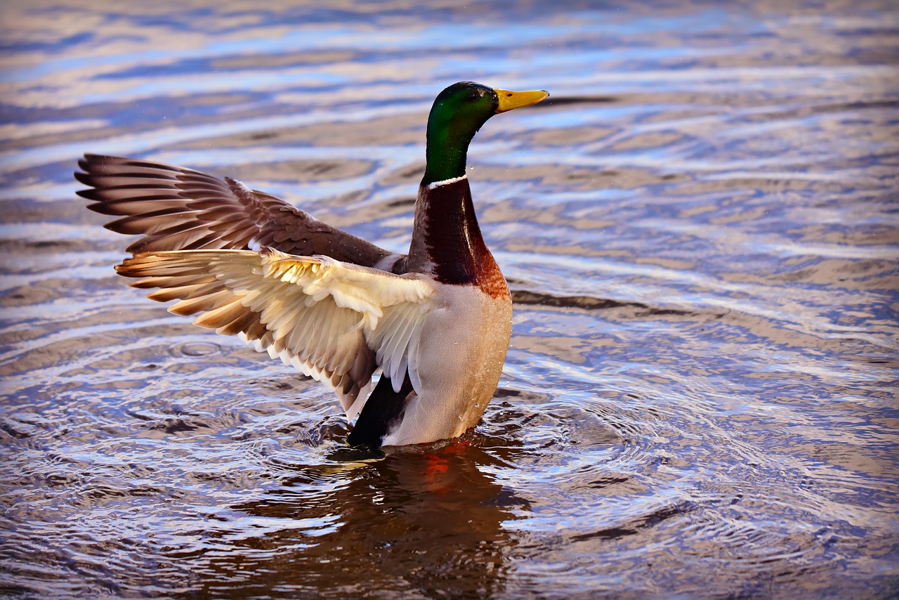 duck  water bird  mallard free photo