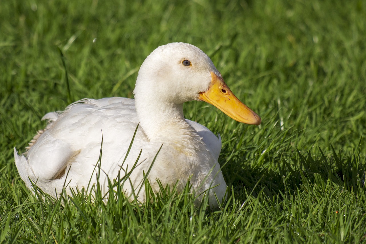 duck  white  yellow free photo