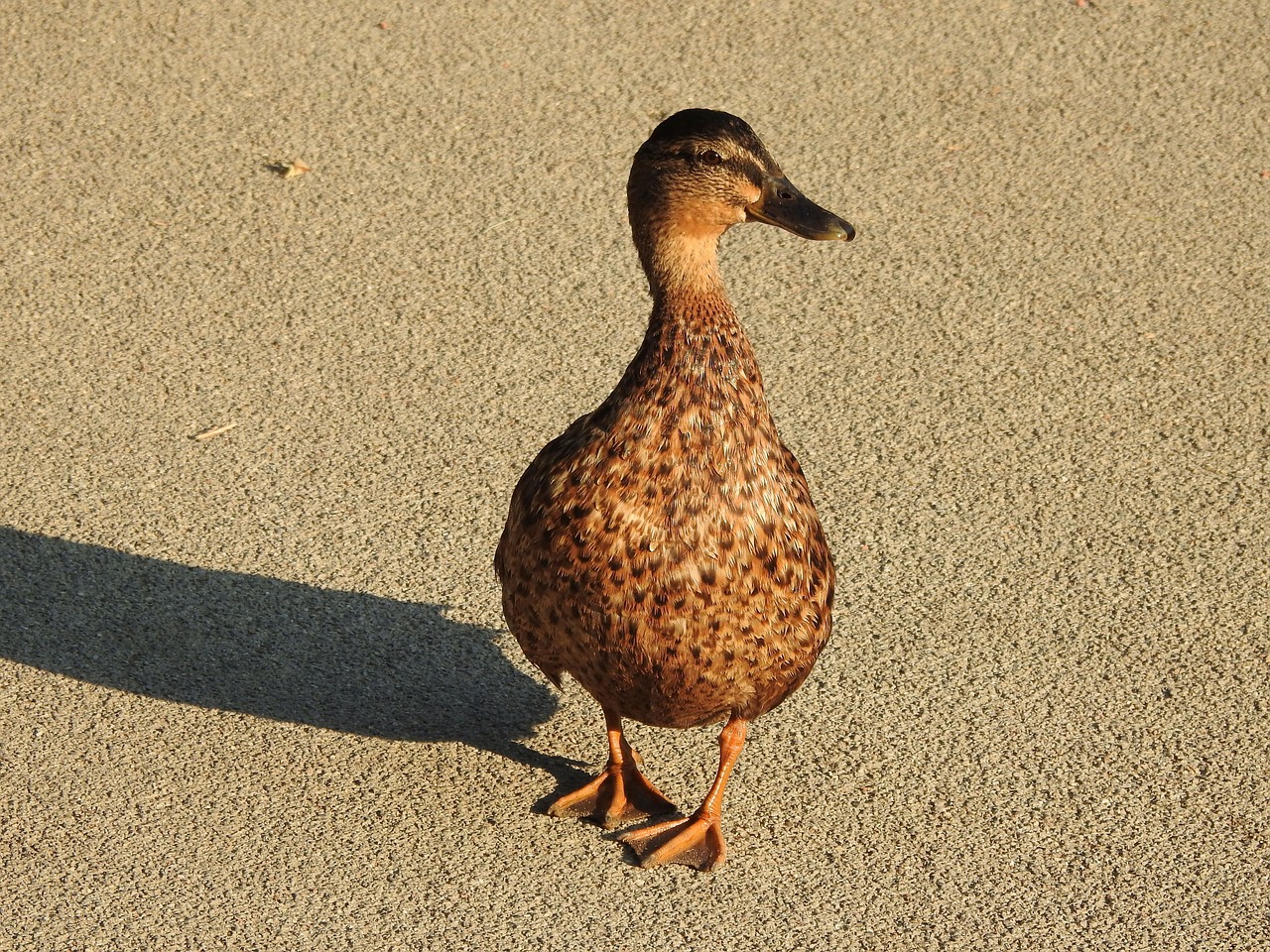 duck  waddle  friendly free photo