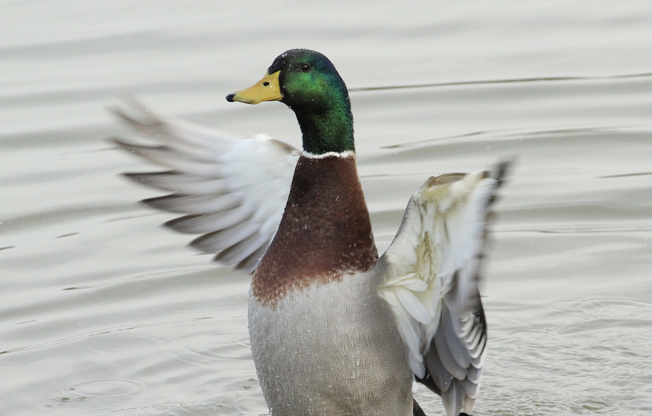 duck  wildlife  nature free photo