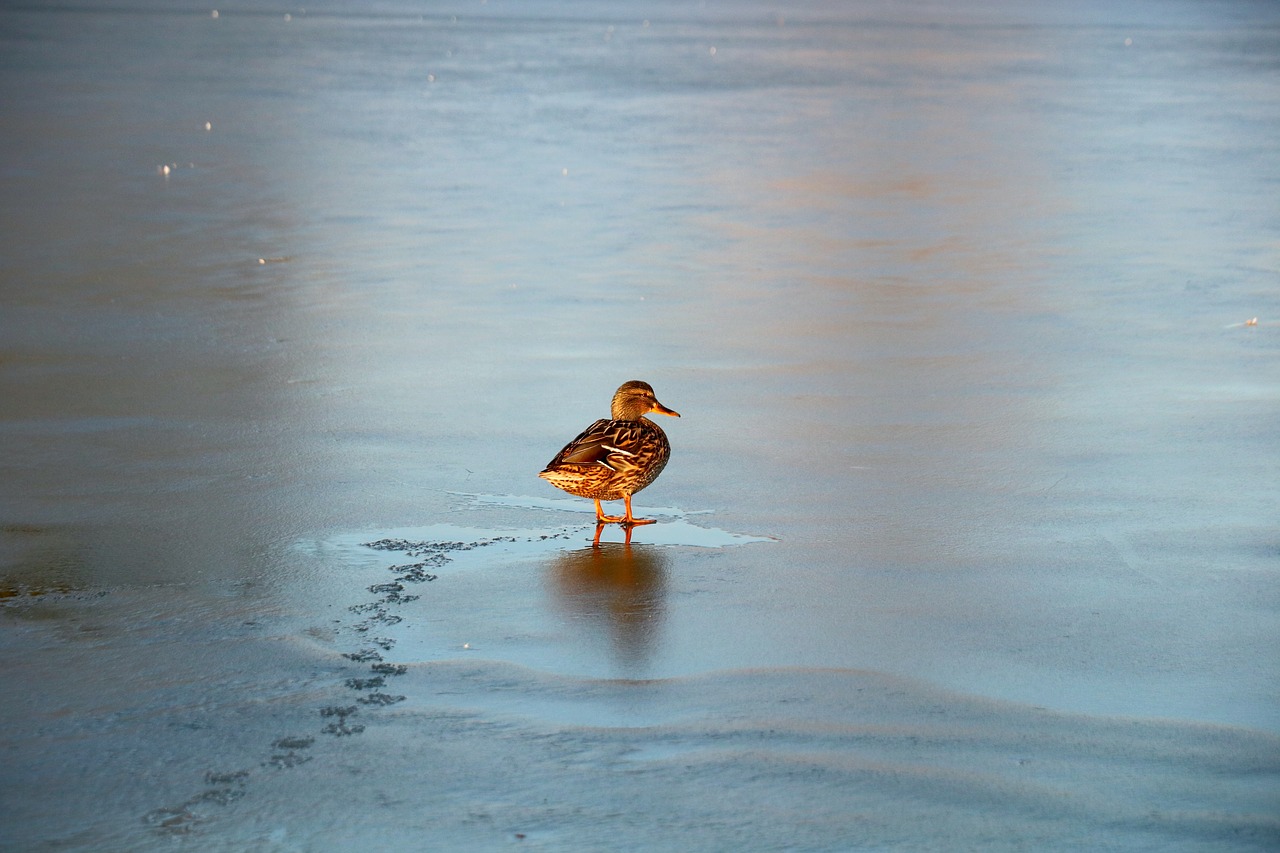 duck  bird  ice free photo