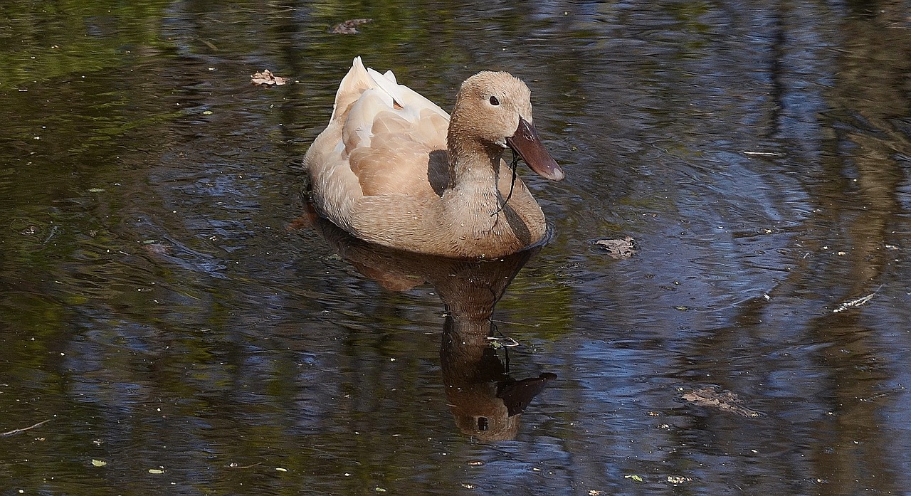 duck brown bird free photo