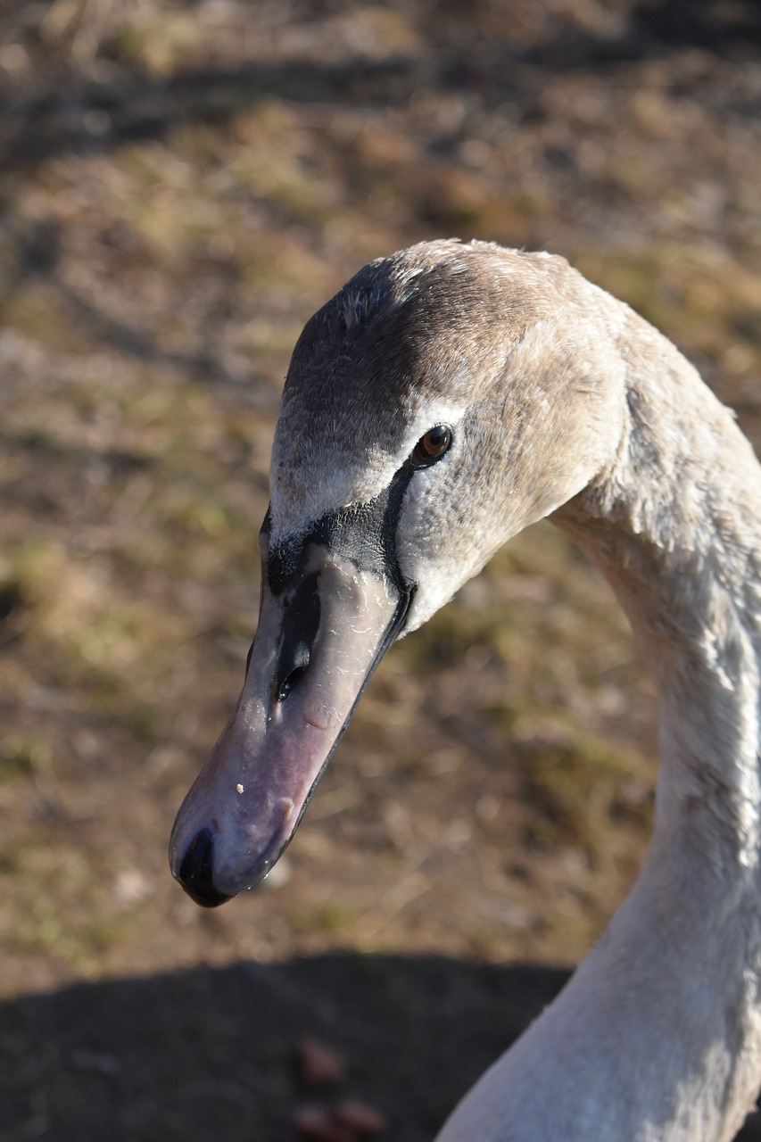 duck  bird  nature free photo