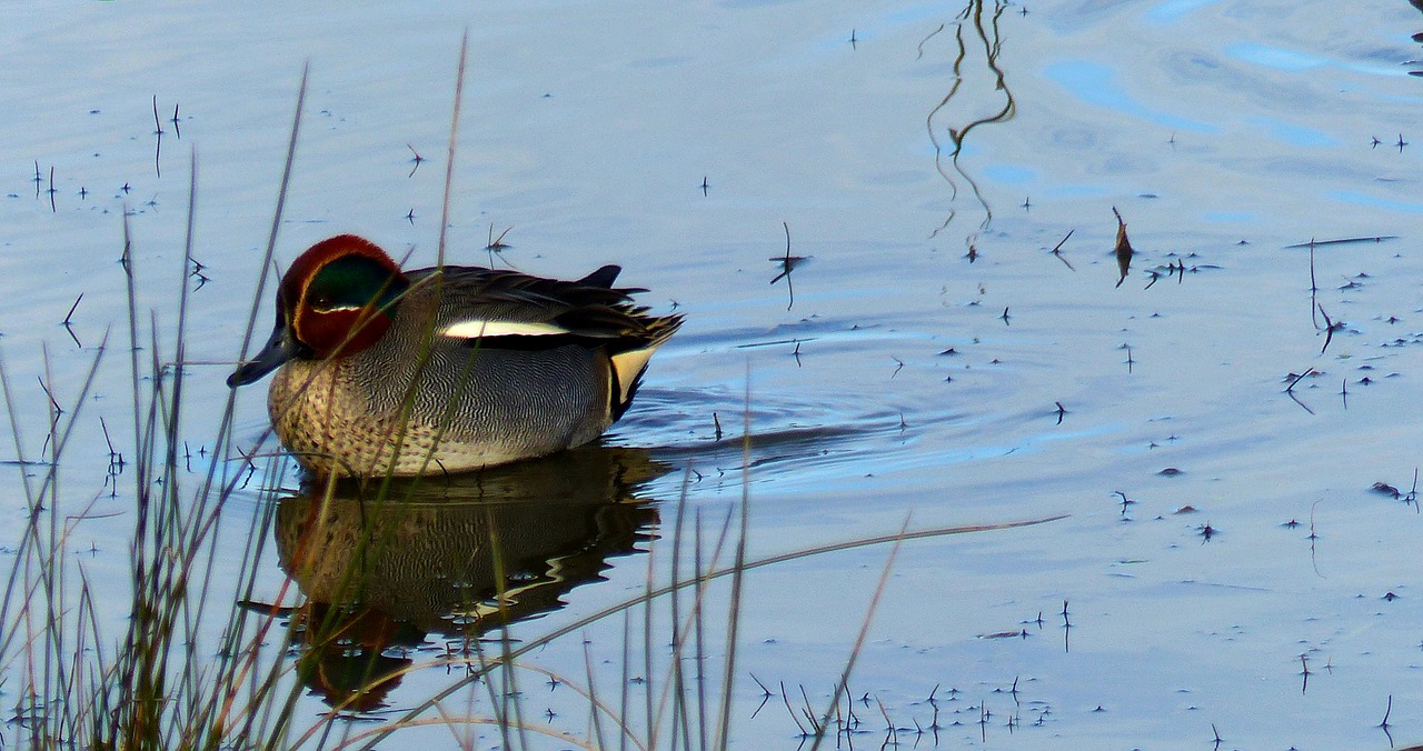 duck  pond  nature free photo