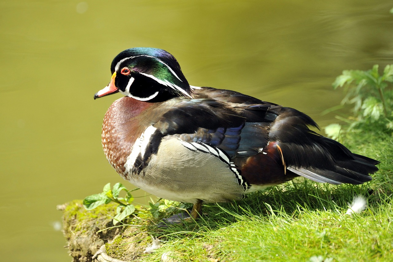 duck  branchy  carolin free photo