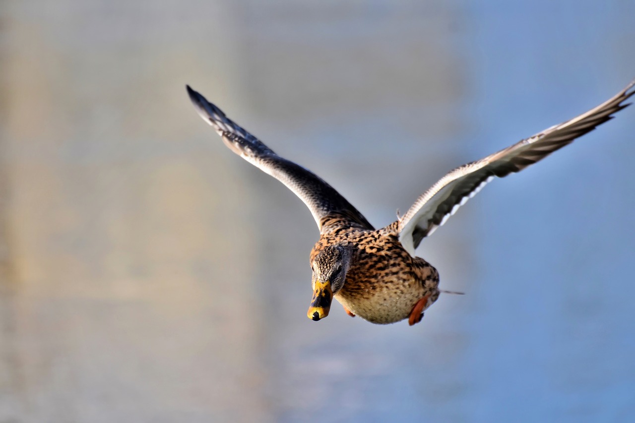 duck  water bird  mallard free photo