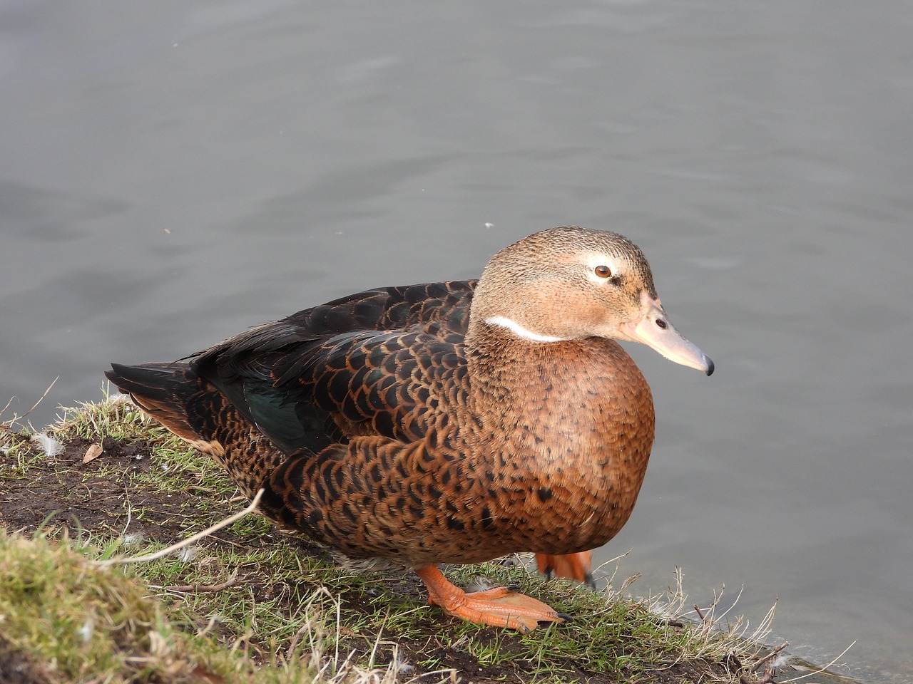 duck  crossword  plumage free photo