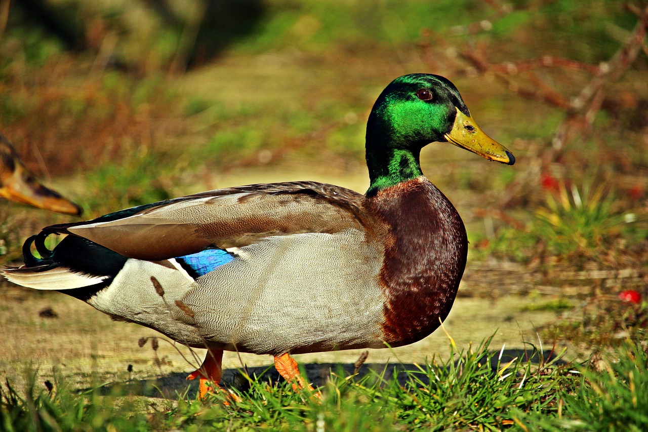 duck  bird  drake free photo