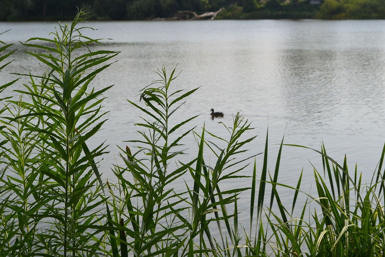 duck lake water free photo