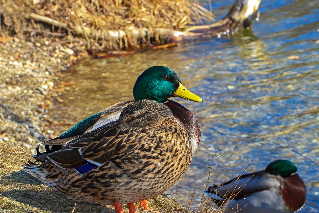 duck  drake  pair free photo