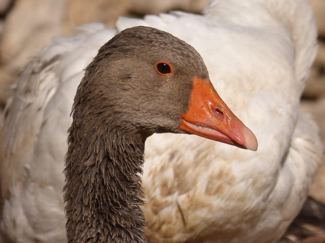 duck  oca  goose free photo