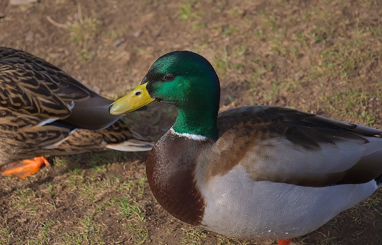 duck  drake  water bird free photo