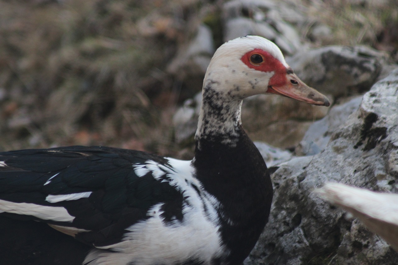 duck  animal  farm animal free photo