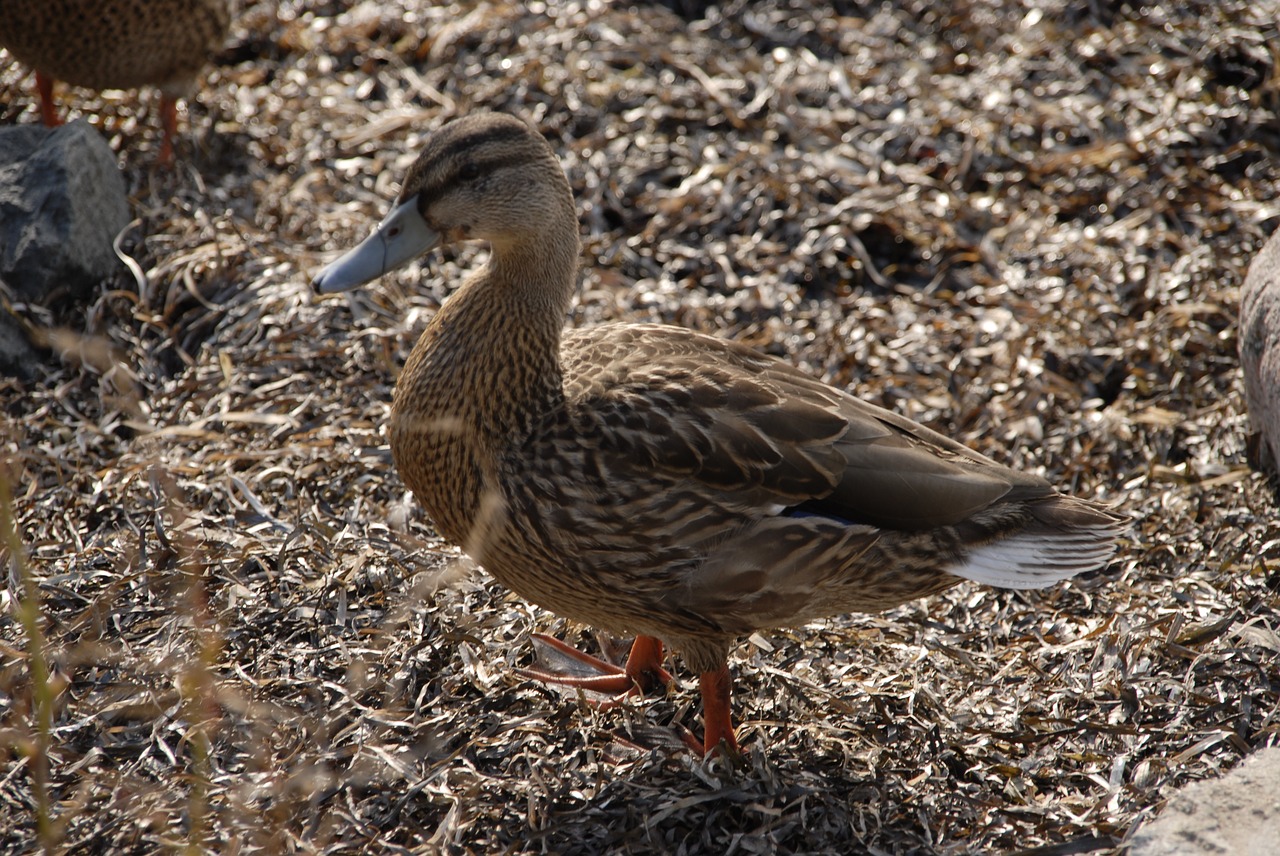 duck  bird  animal free photo