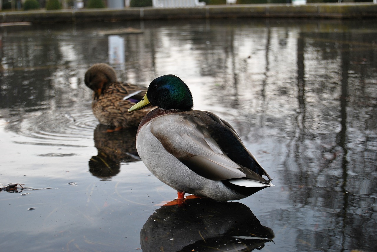 duck  mallard  drake free photo