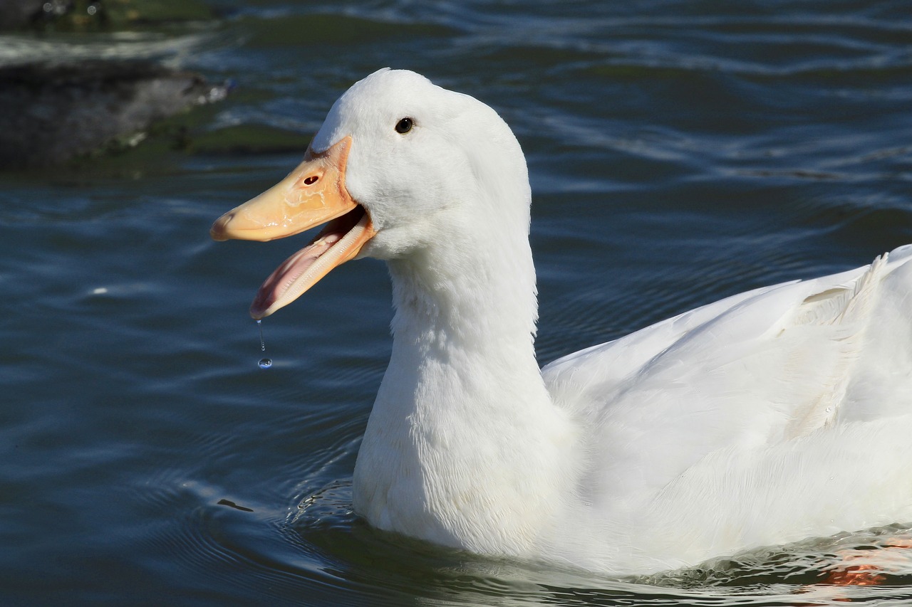 duck  water  nature free photo