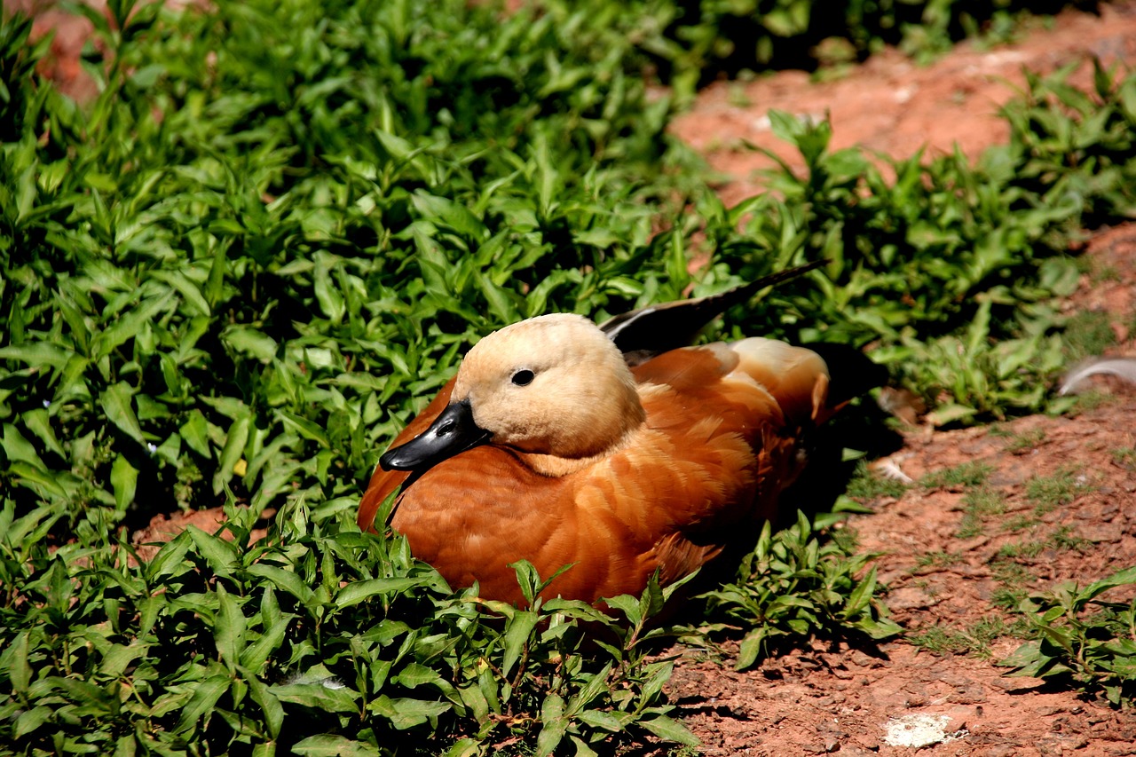 duck  bird  animal free photo