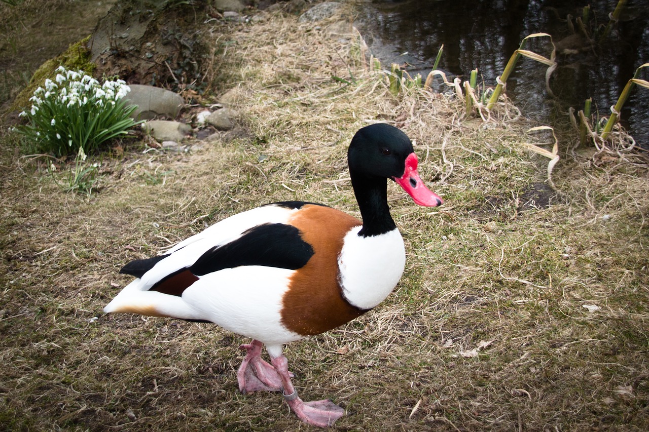 duck  animal  water bird free photo