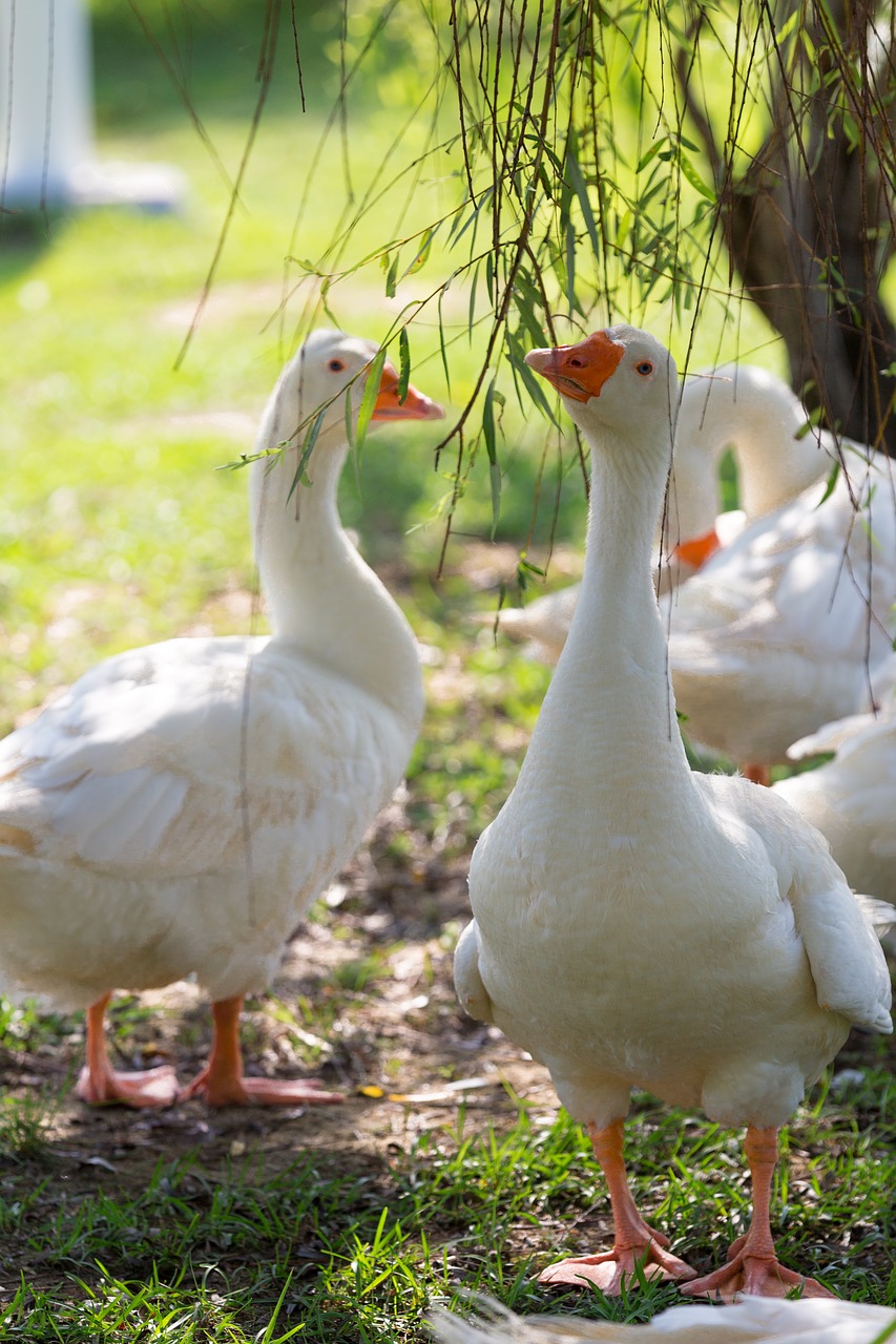 duck  swan  animal free photo