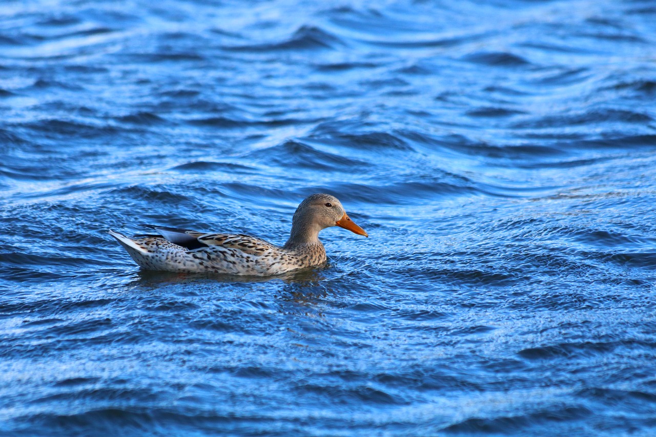 duck  waterfowl  wild free photo