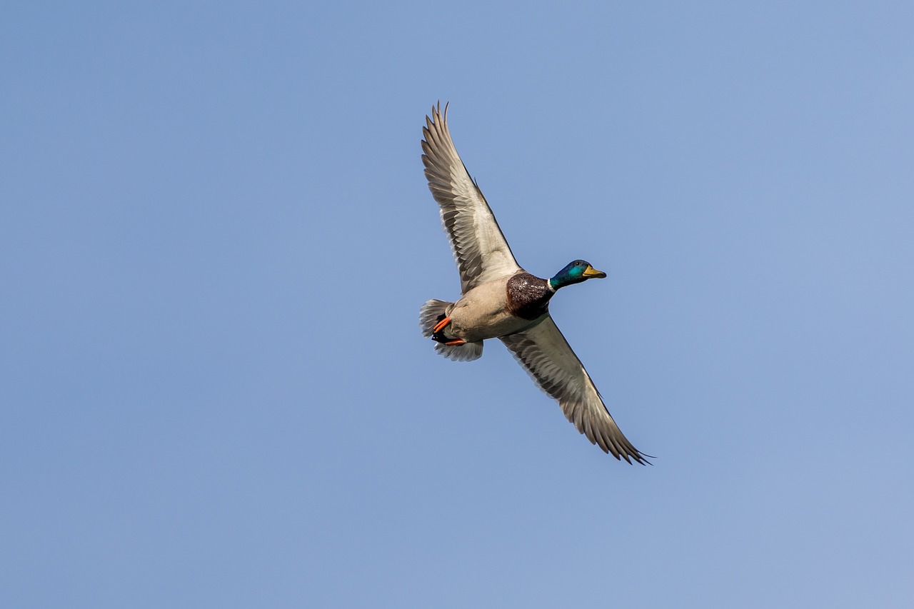 duck  flight  bird free photo