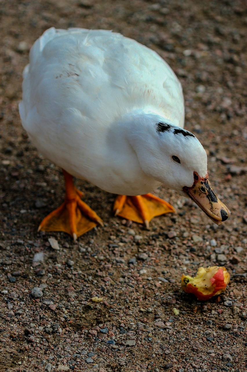 duck  poultry  apple free photo