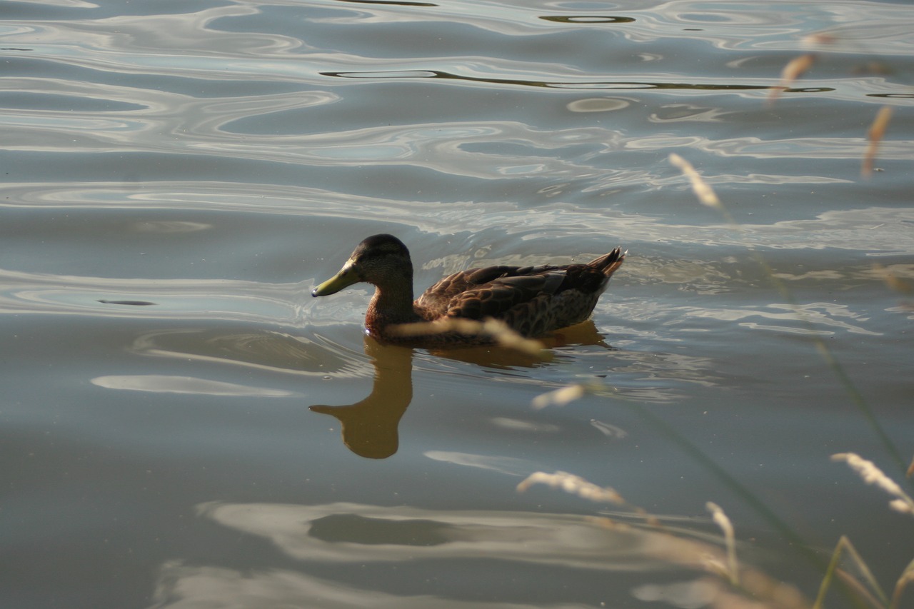 duck  nature  bird free photo