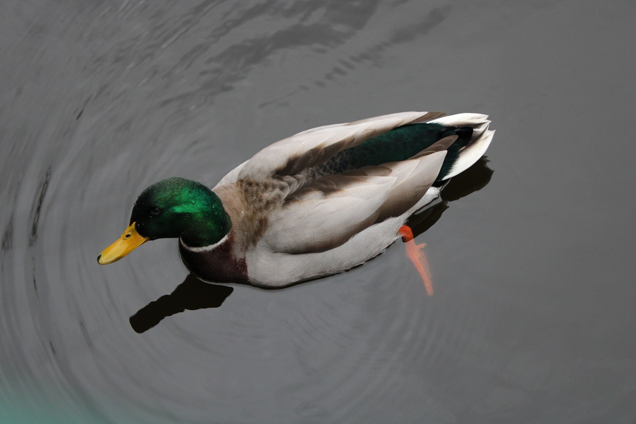 duck  water  bird free photo